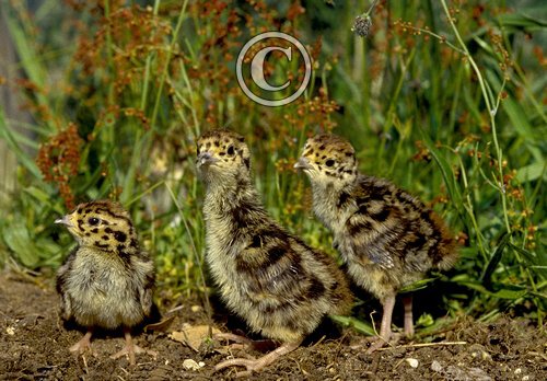 English Partridge Cicks DM0535